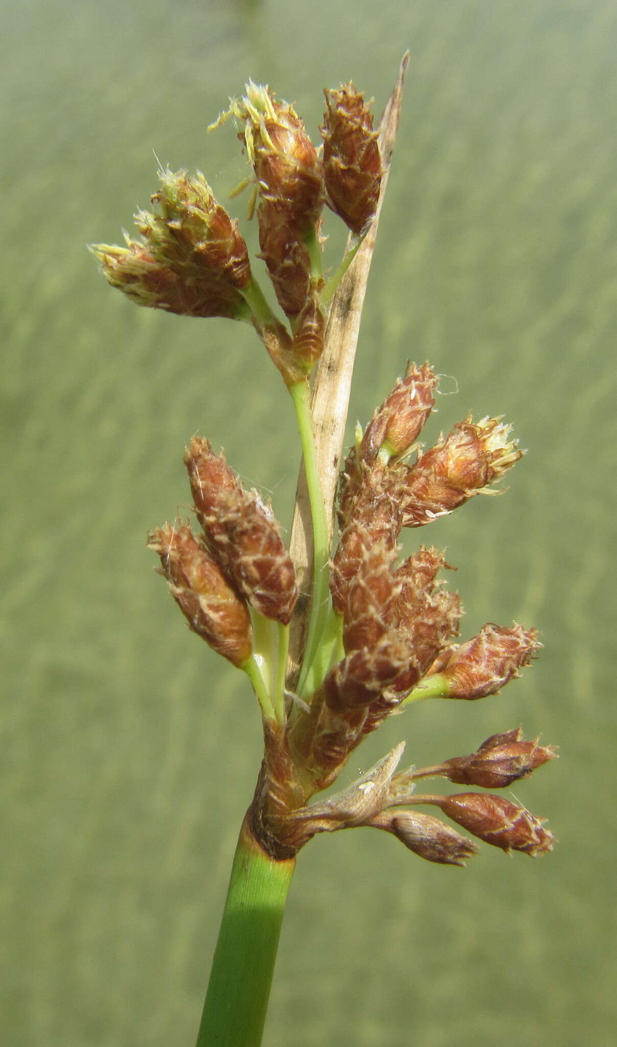 Image of Schoenoplectus scirpoides (Schrad.) Browning