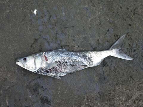 Image of Australasian salmons