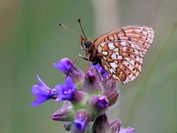 Image of Twin-spot Fritillary