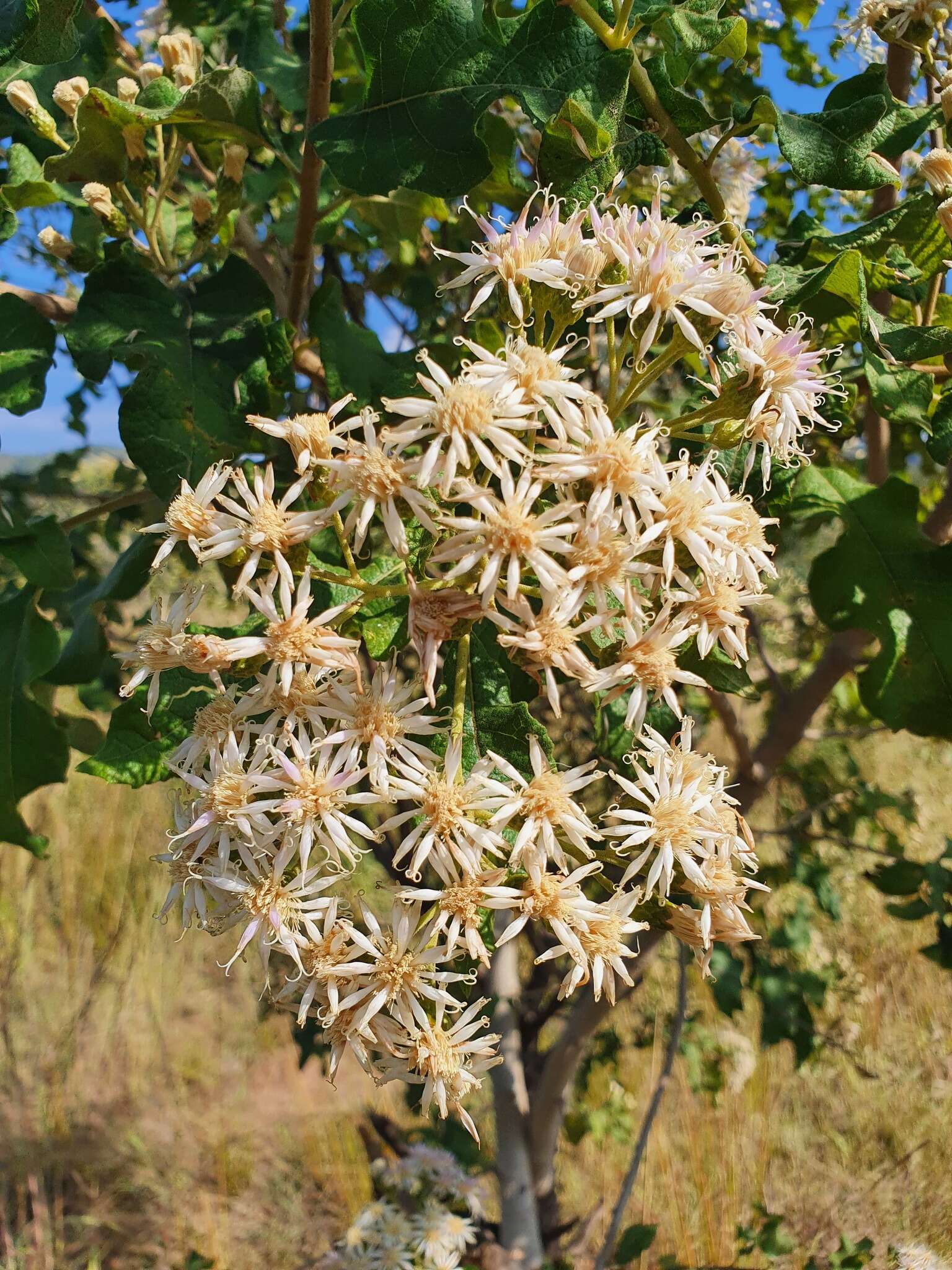 Image of Lowveld veronia