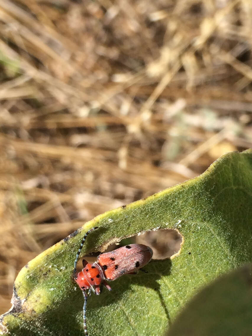 Image of Red-femured Milkweed Borer