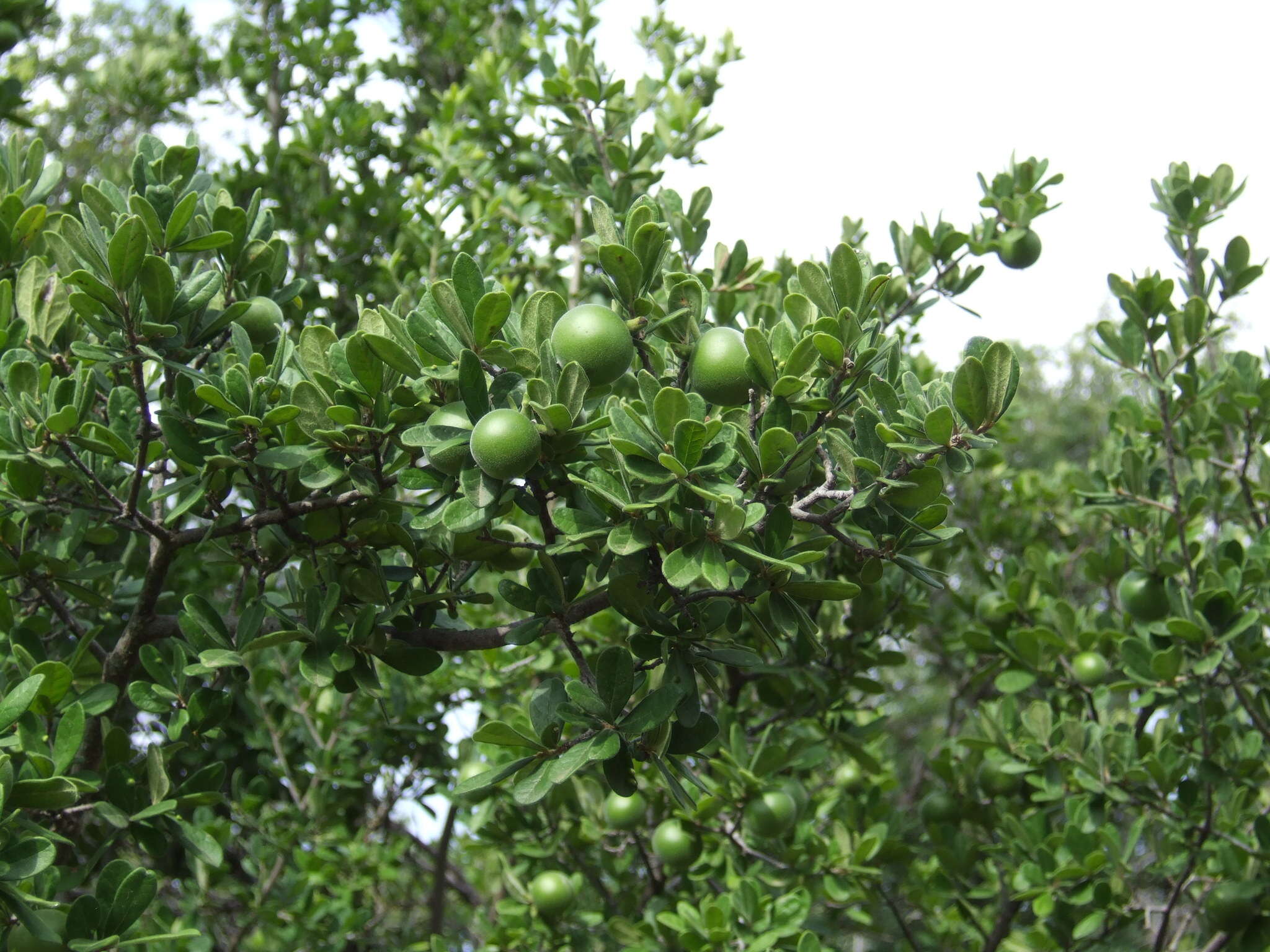 Image de Diospyros texana Scheele