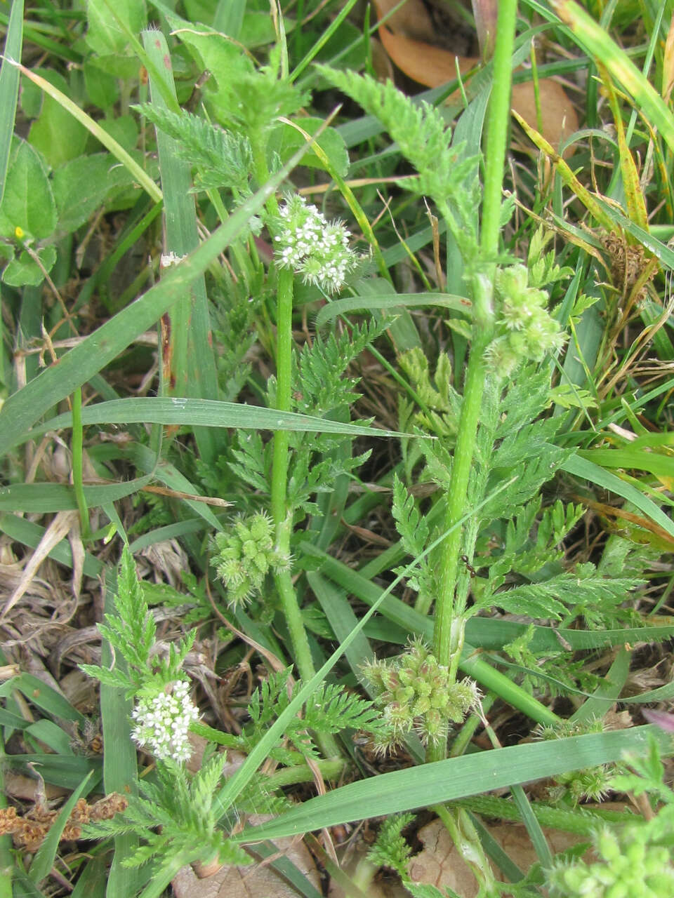 Image of knotted hedgeparsley