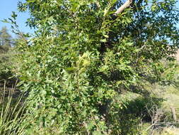 Image of Chisos red oak