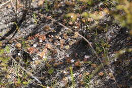 Image of Drosera sidjamesii Lowrie & Conran