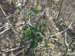 Image of Hibiscus citrinus P. A. Fryxell