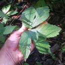 Image of Canadian blacksnakeroot