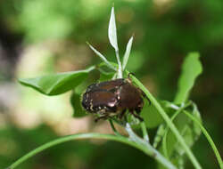 Image de Cetonia (Eucetonia) magnifica Ballion 1870