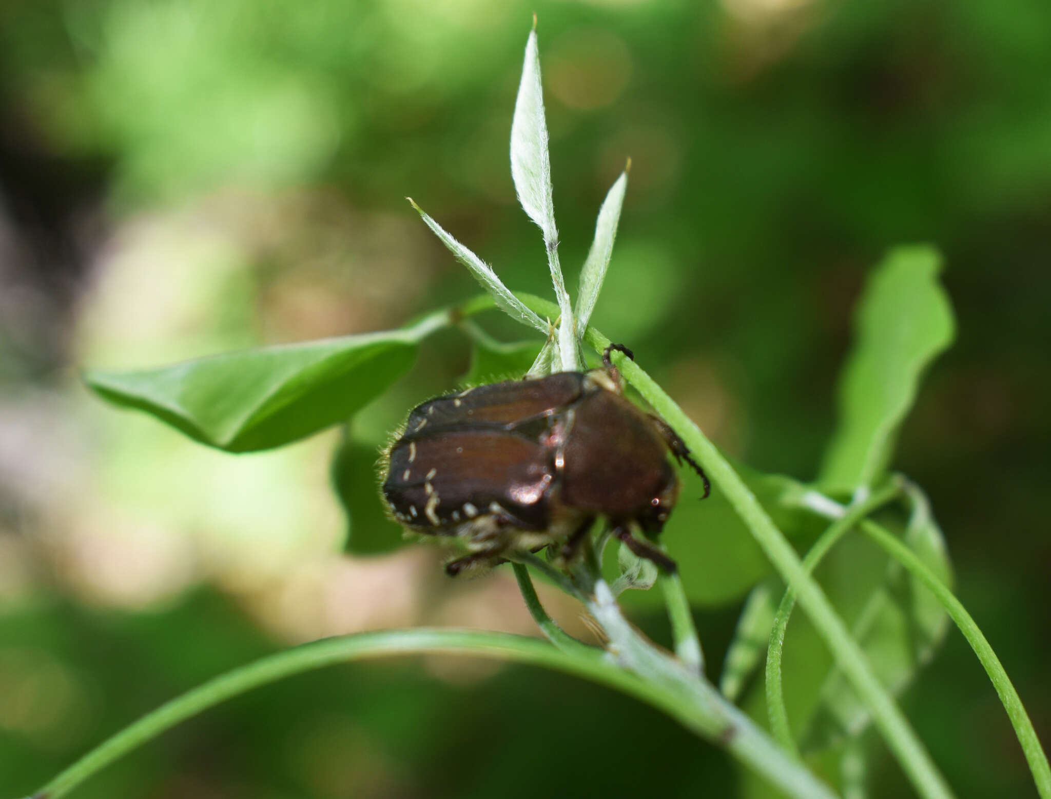 Image de Cetonia (Eucetonia) magnifica Ballion 1870