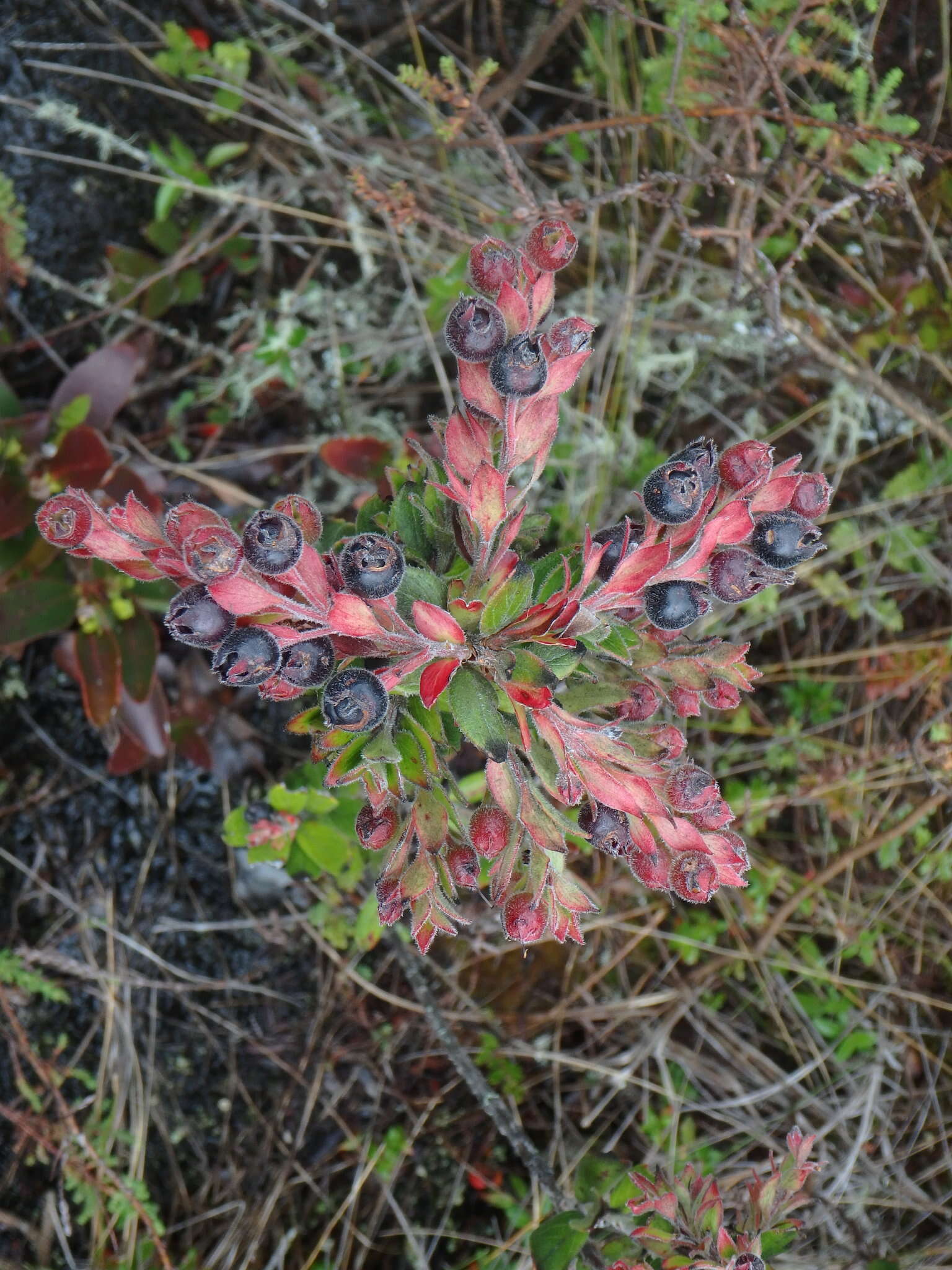 Imagem de Gaylussacia buxifolia Kunth