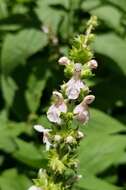 Image of Stachys iltisii J. B. Nelson