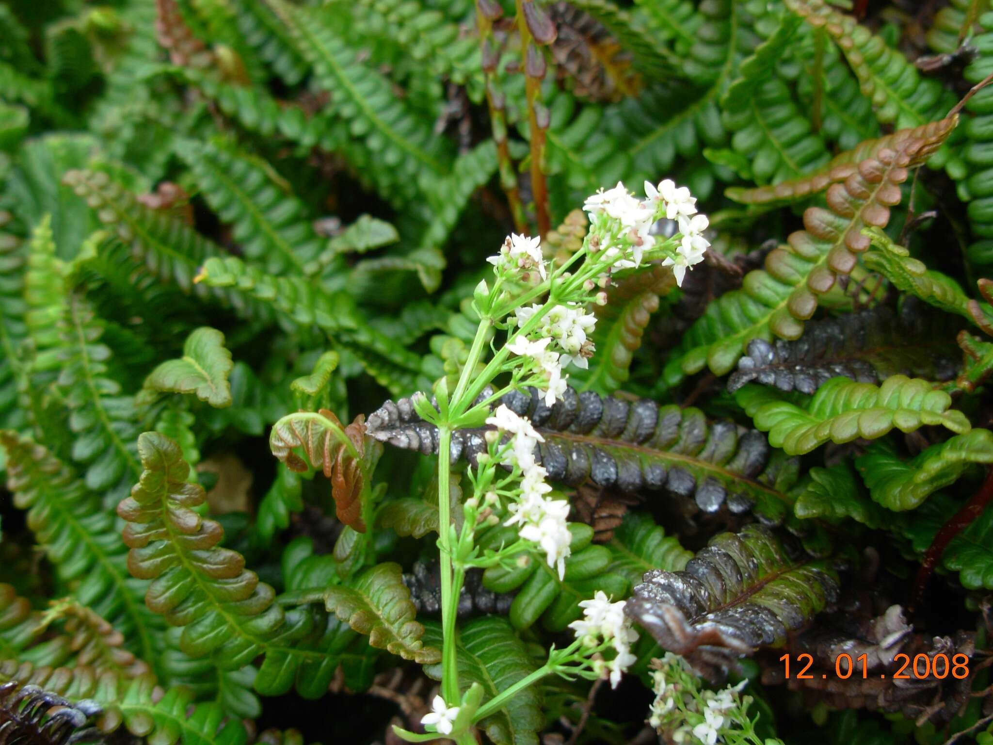 Plancia ëd Galium saxatile L.