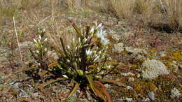 Image of Gentianella corymbifera subsp. corymbifera