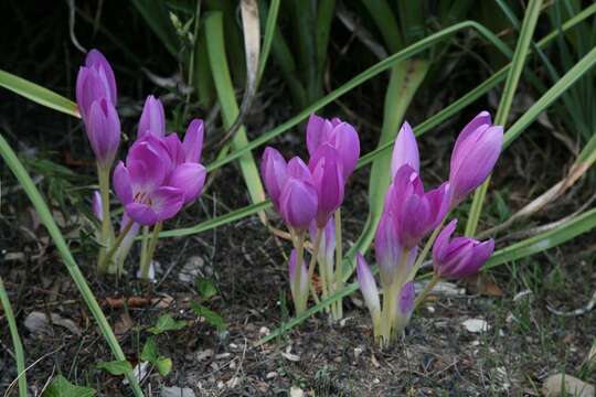 Image of showy colchicum