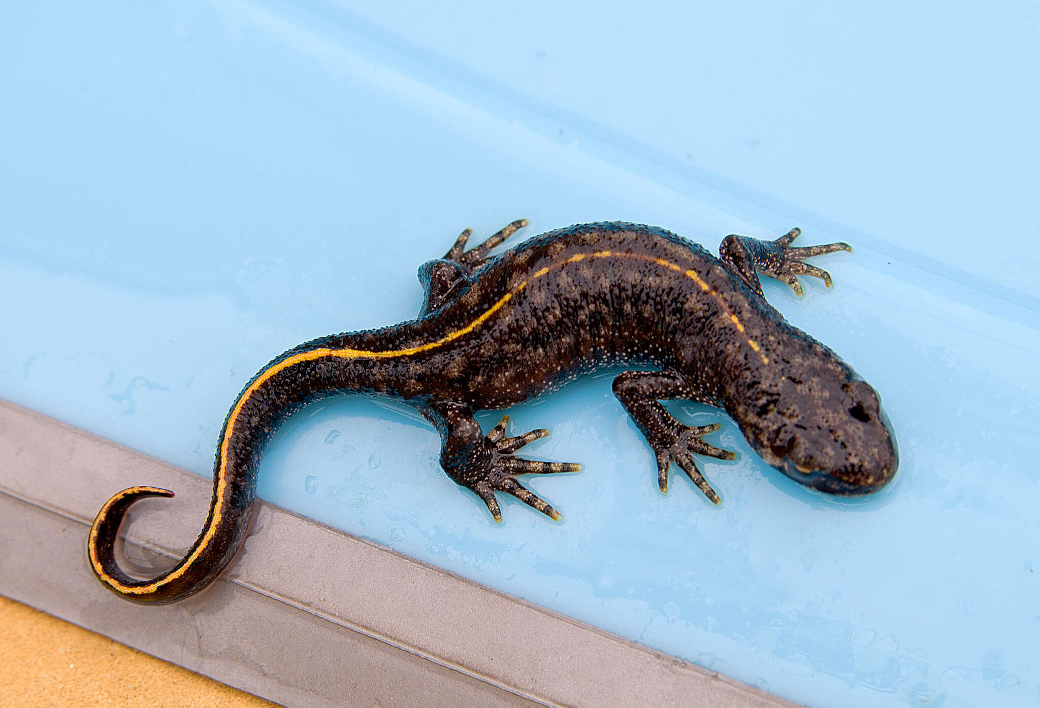 Image of Triturus ivanbureschi Arntzen & Wielstra ex Wielstra, Litvinchuk, Naumov, Tzankov & Arntzen 2013