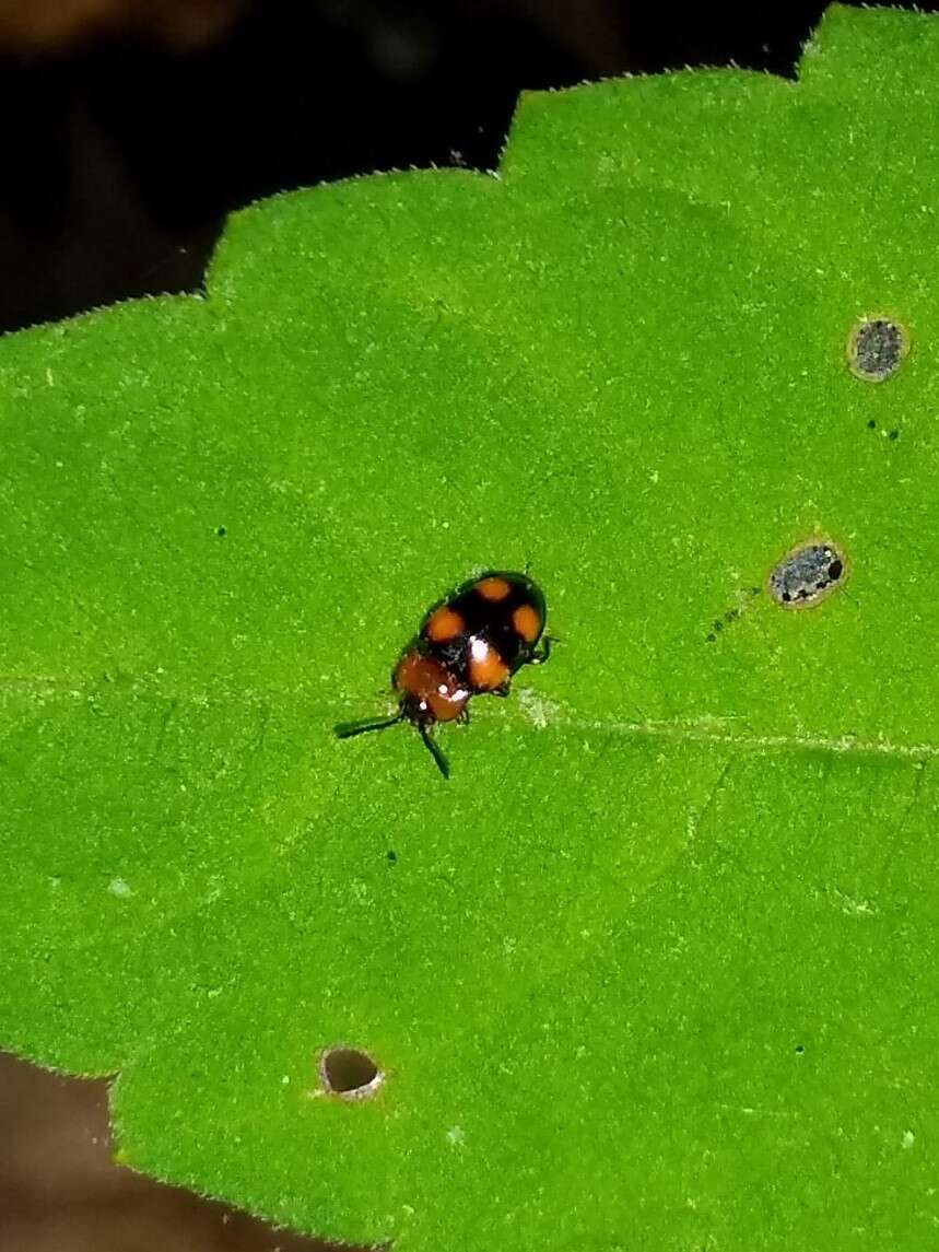 Слика од Mycetina perpulchra (Newman 1838)