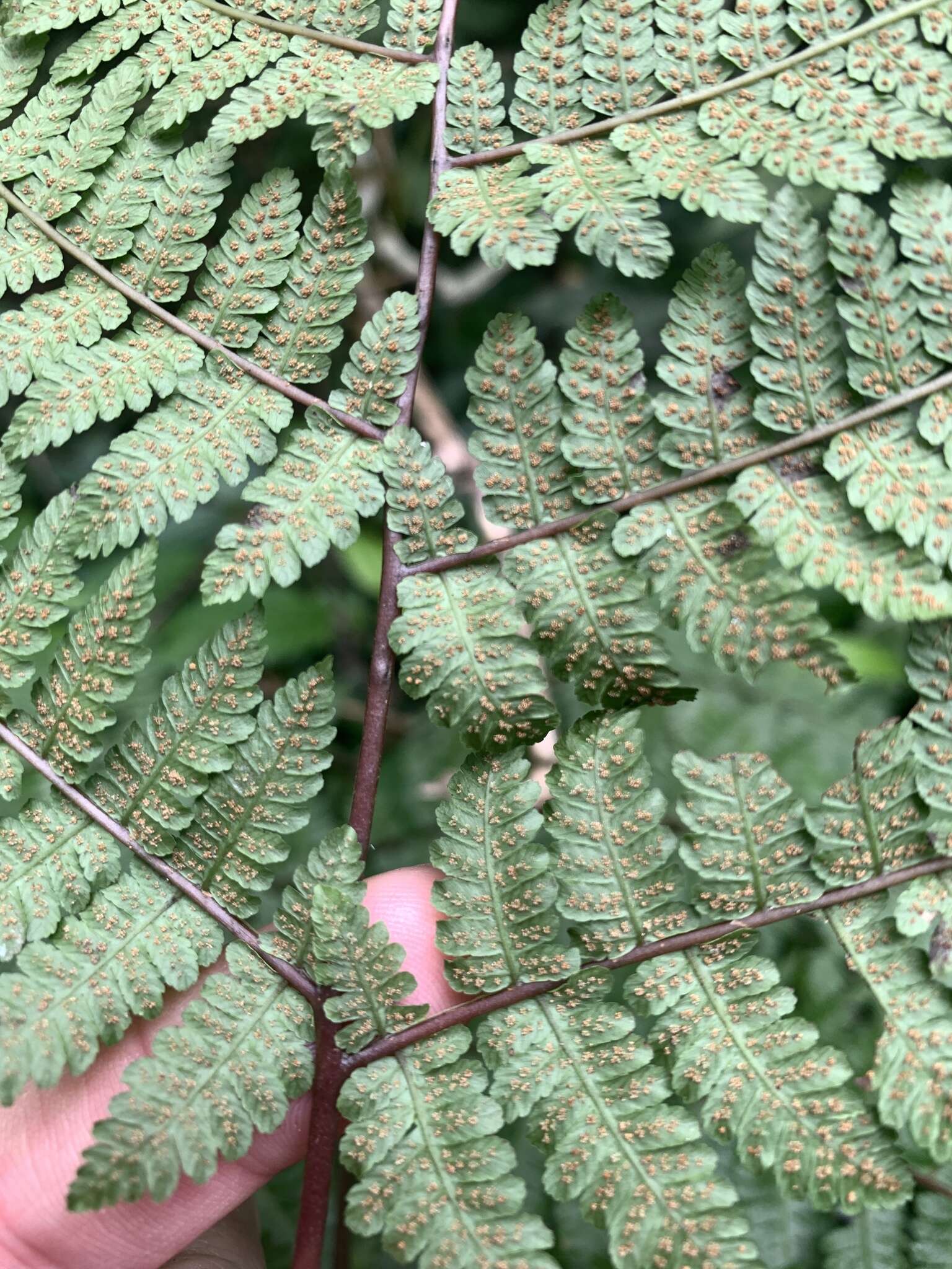 Слика од Cornopteris banajaoensis (C. Chr.) K. Iwats. & M. G. Price