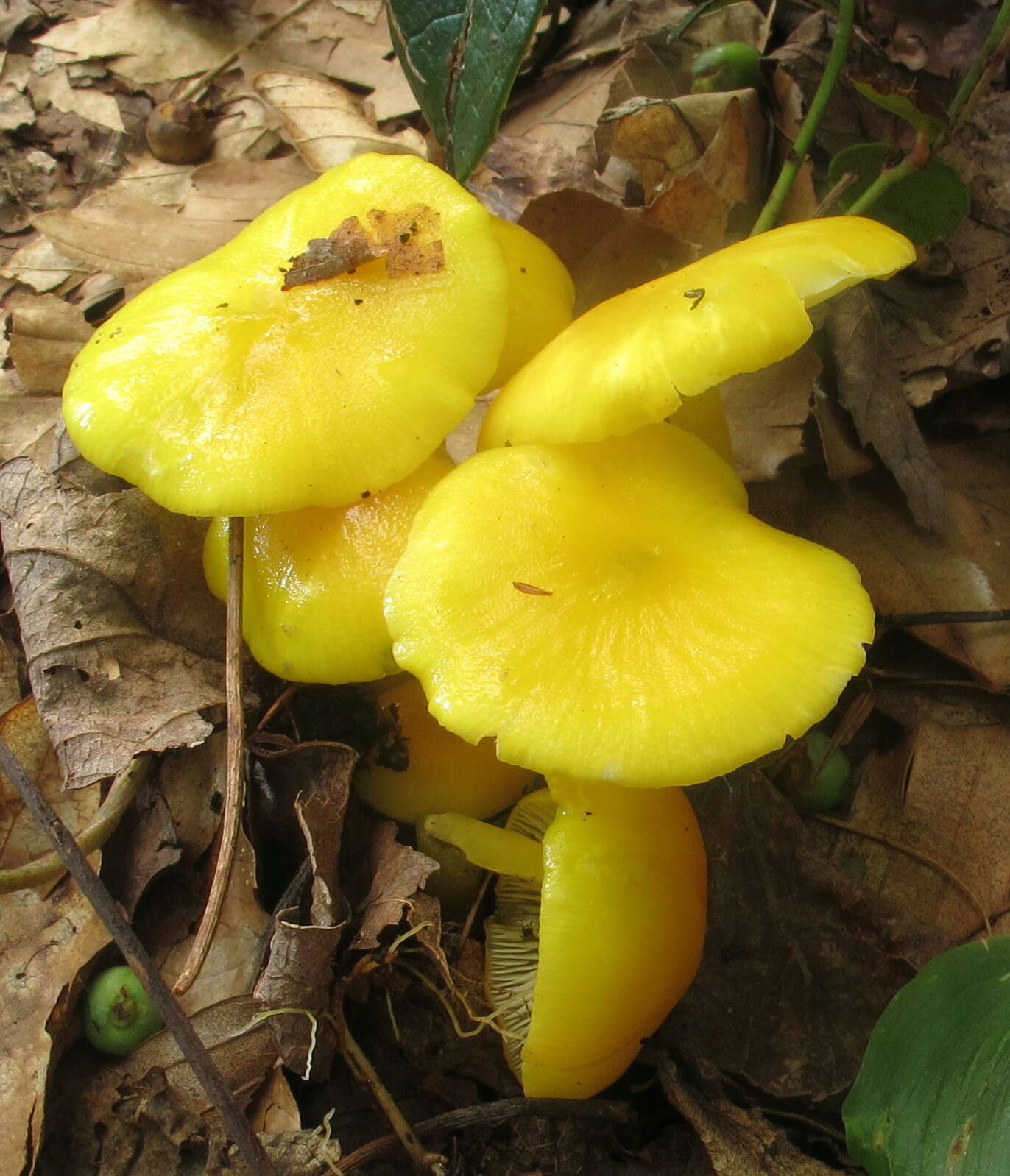 Hygrocybe chlorophana (Fr.) Wünsche 1877 resmi