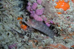 Image of Spectacled triplefin