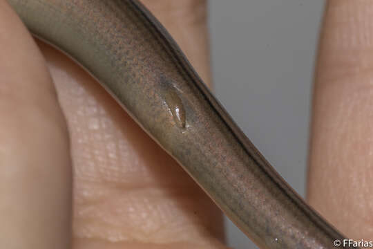 Image of Yacupoi Worm Lizard