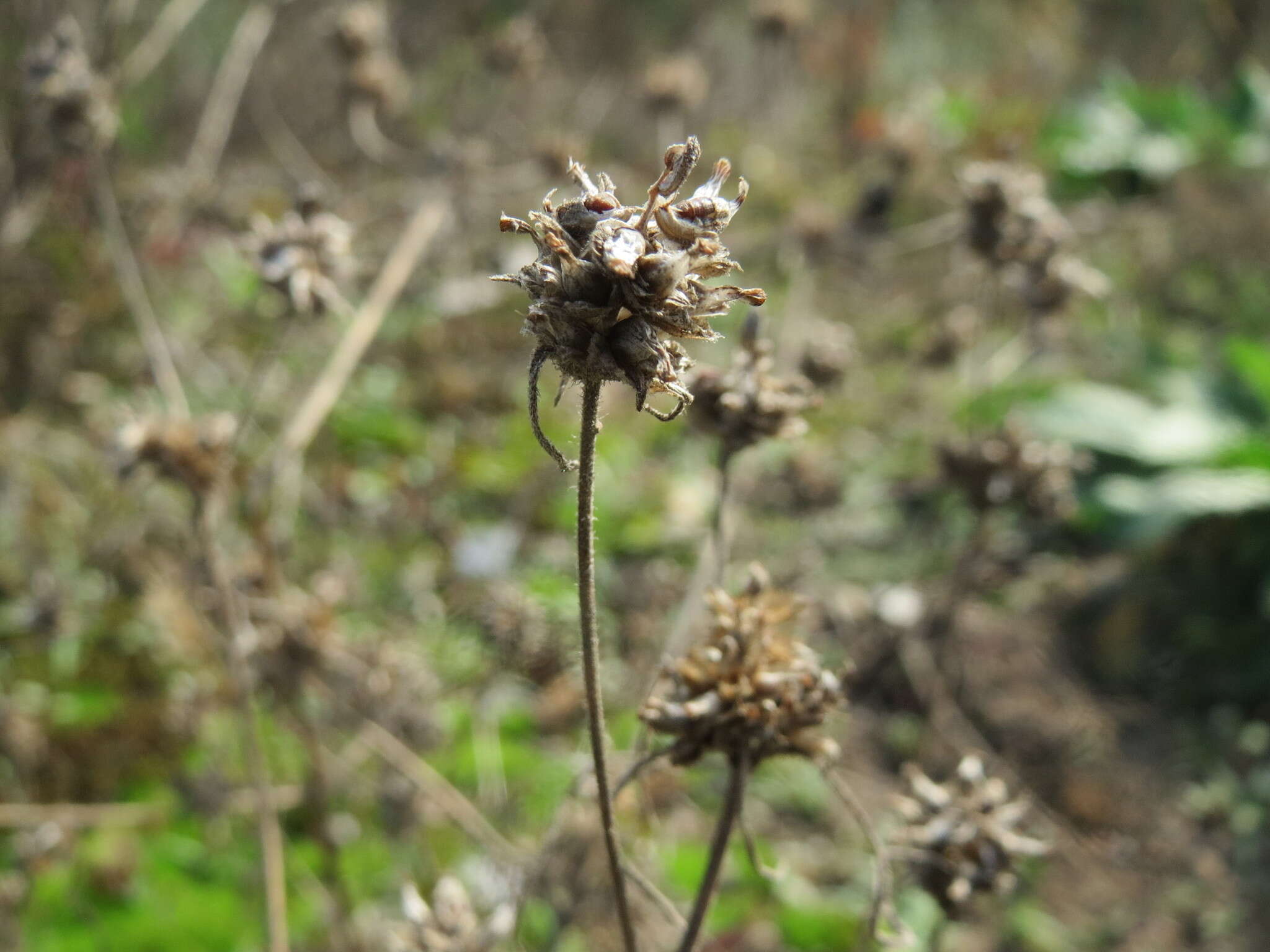 Imagem de Plantago arenaria Waldst. & Kit.