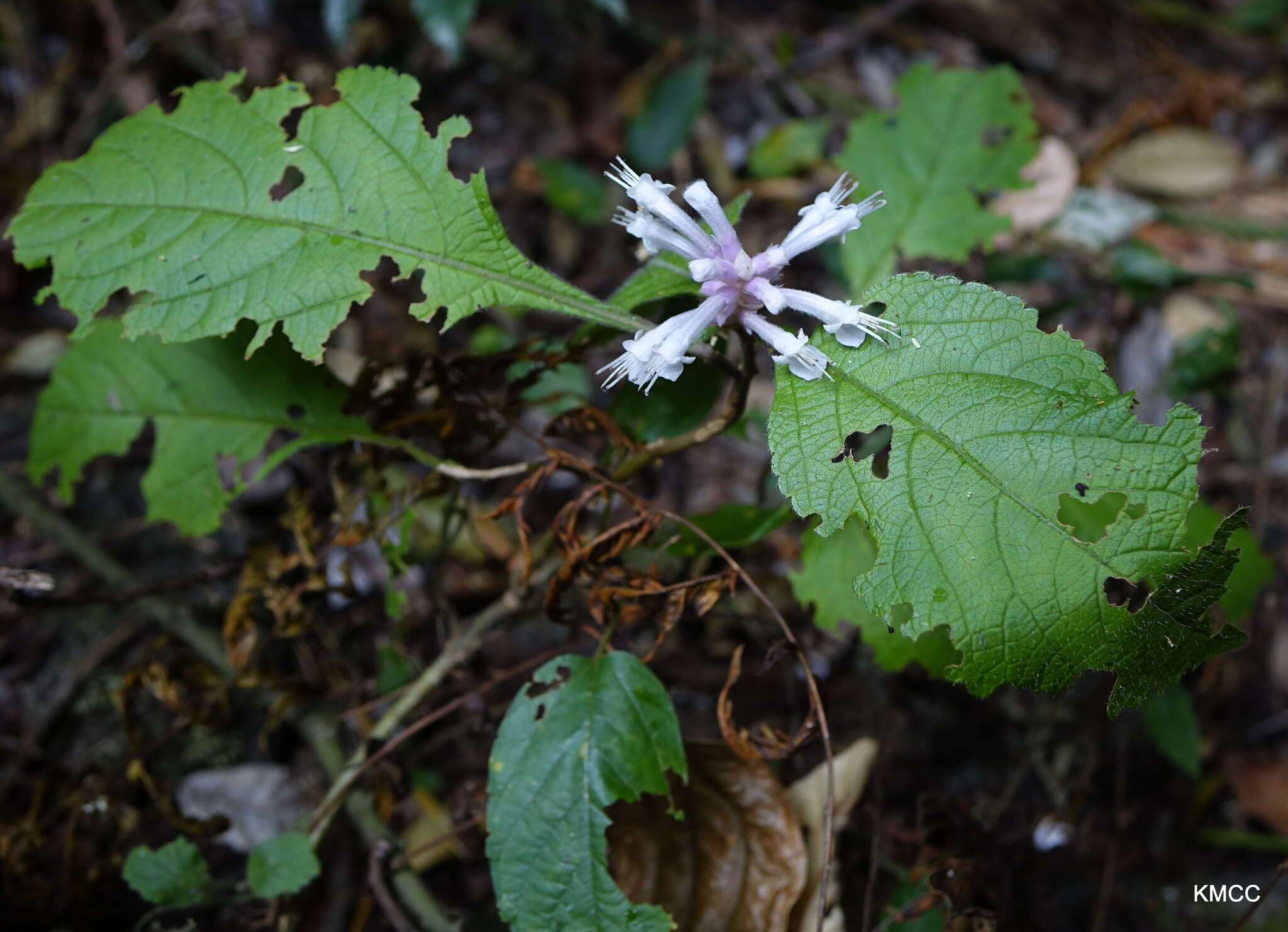 Image of Achyrospermum fruticosum Benth.