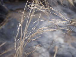 Muhlenbergia elongata Scribn. ex Beal resmi