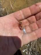 Image of Summer tadpole shrimp