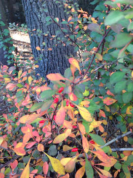 Image of Japanese barberry