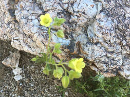 Image of whisperingbells