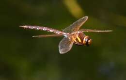 Image of Brown Hawker