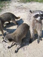 Image of Cozumel Island Raccoon