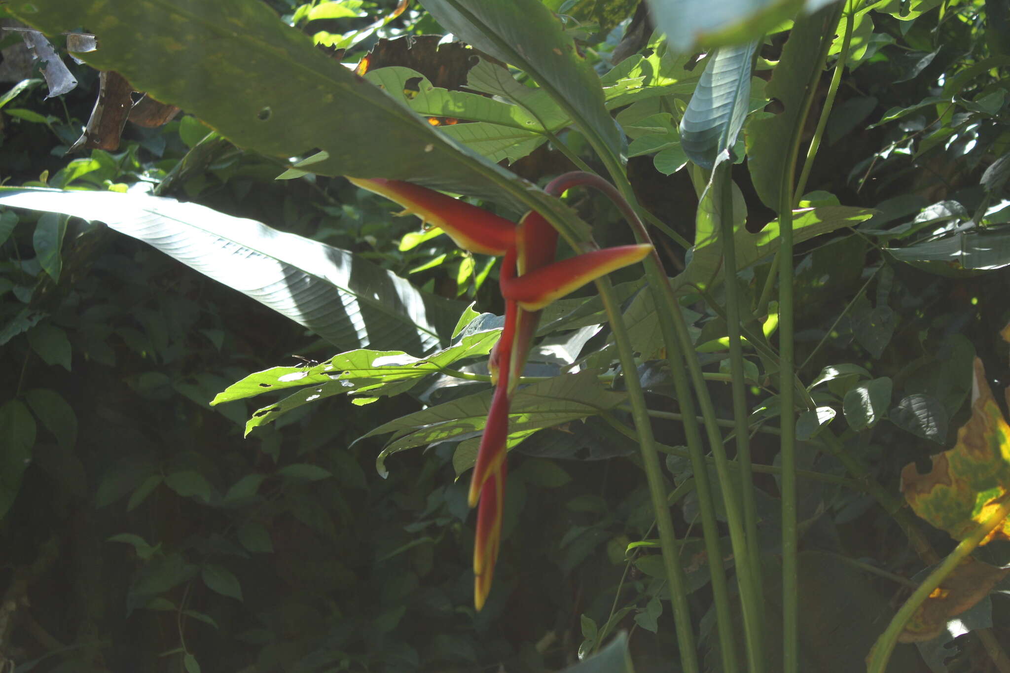 Image of Heliconia marginata (Griggs) Pittier