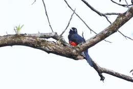 Image of Baird's Trogon