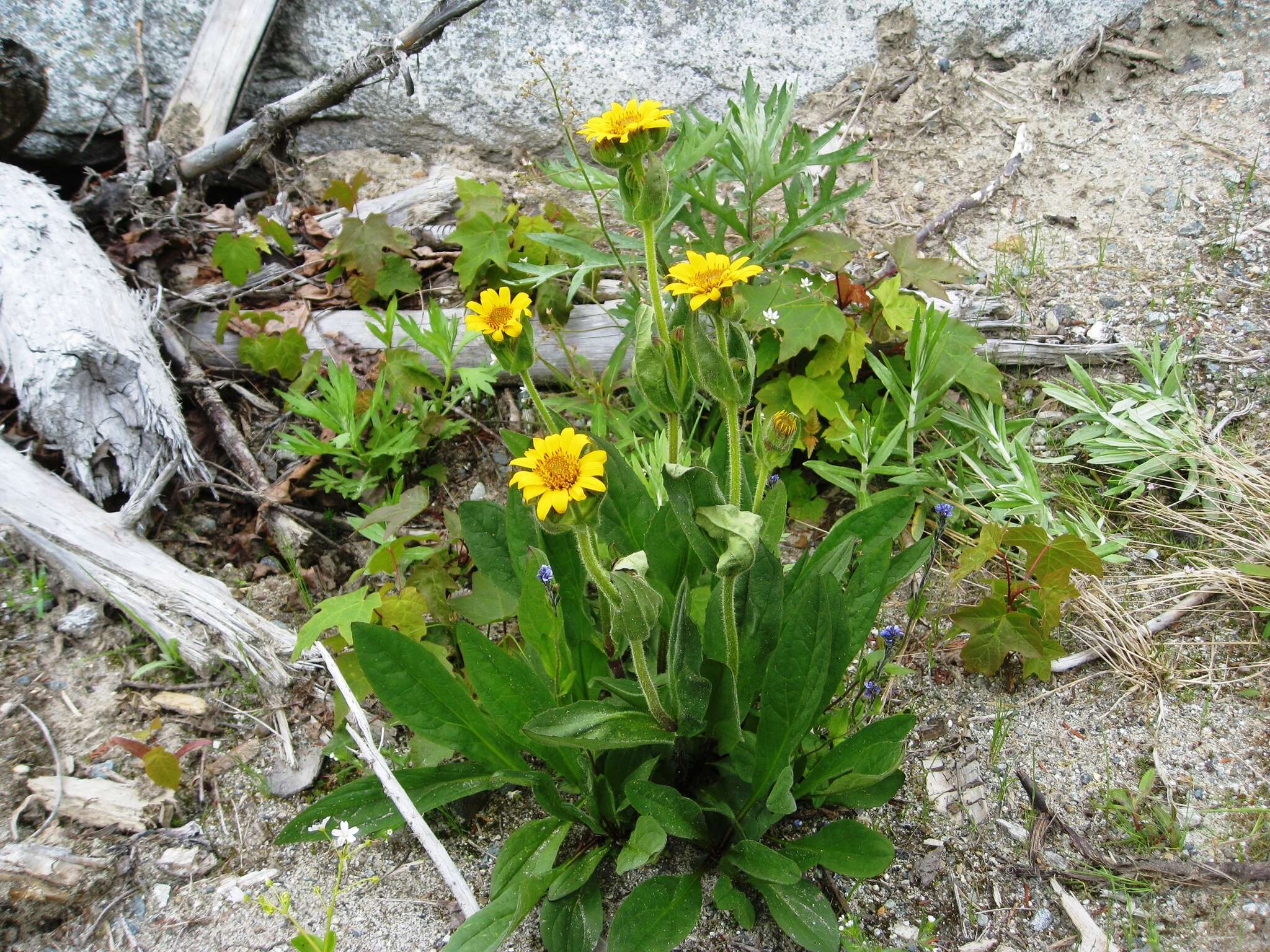 Image of spearleaf arnica