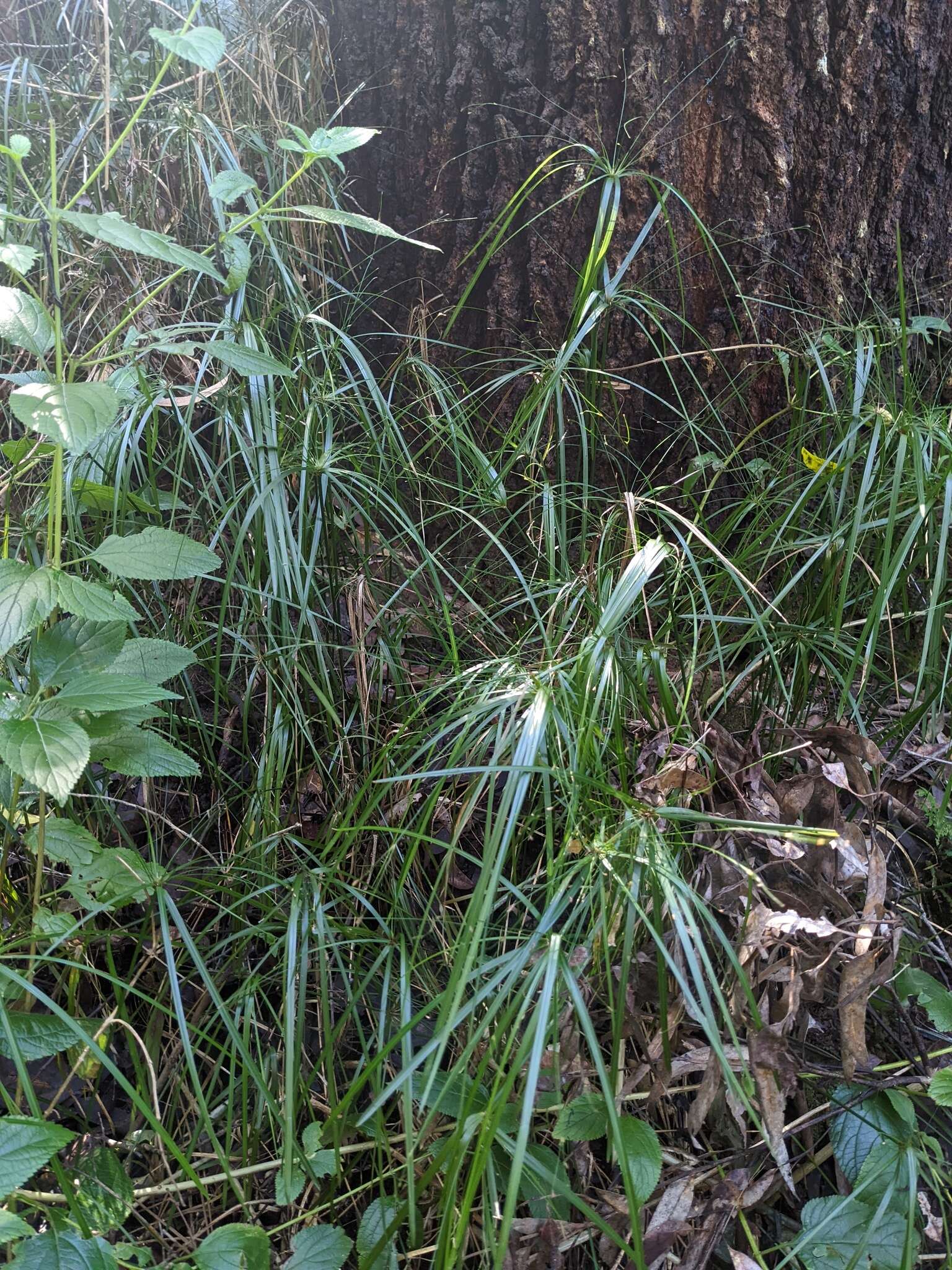 Image of Cyperus filipes Benth.