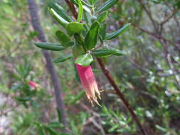 صورة Correa glabra var. turnbullii (Ashby) Paul G. Wilson