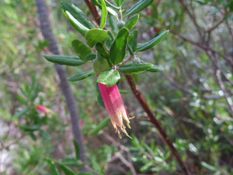 Image of Correa glabra var. turnbullii (Ashby) Paul G. Wilson