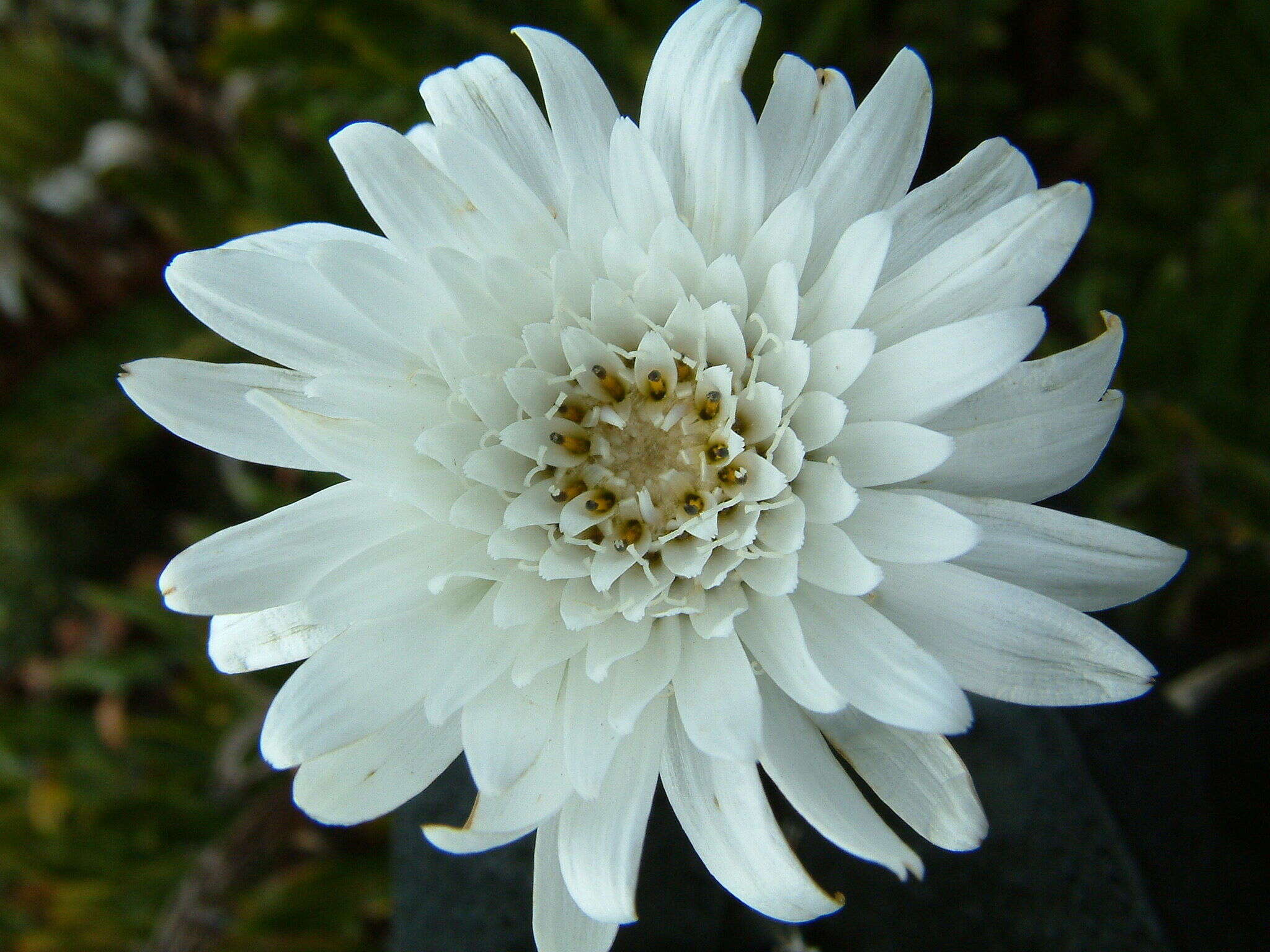 Leucheria suaveolens (d'Urv.) Skottsb. resmi