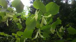 Image of Large-leaved Lime