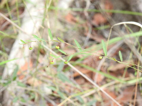 Image of Phyllanthus virgatus G. Forst.