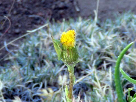 Plancia ëd Senecio asperulus DC.