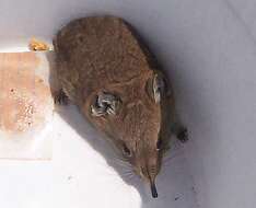 Image of Round-eared Sengi