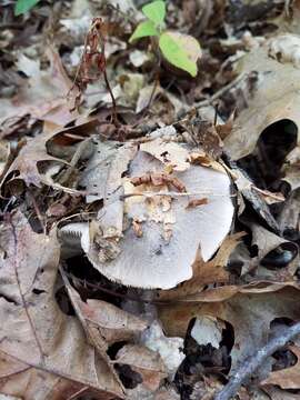 Слика од Tricholoma luteomaculosum A. H. Sm. 1942