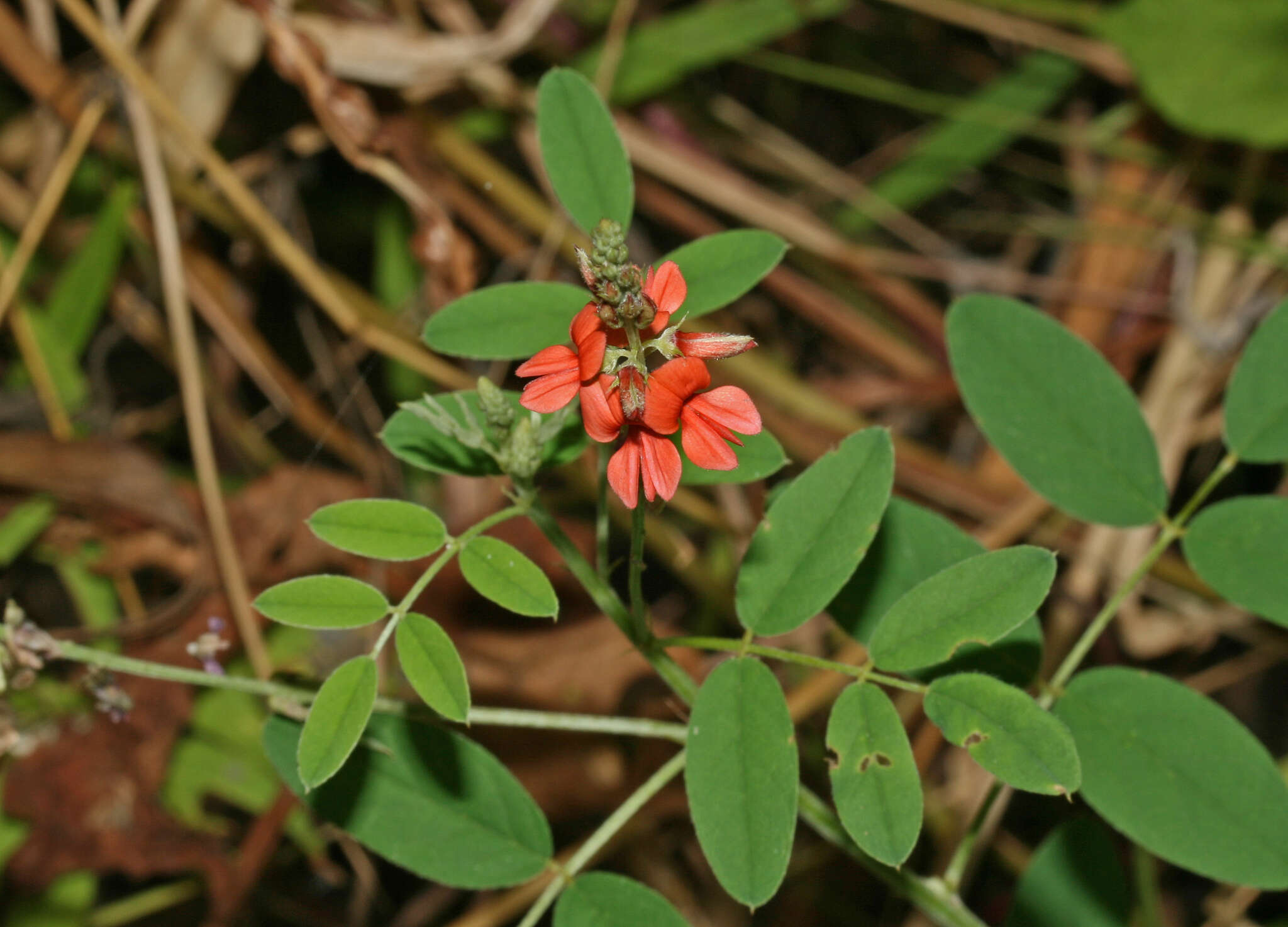 Indigofera trita subsp. scabra (Roth) De Kort & G. Thijsse的圖片