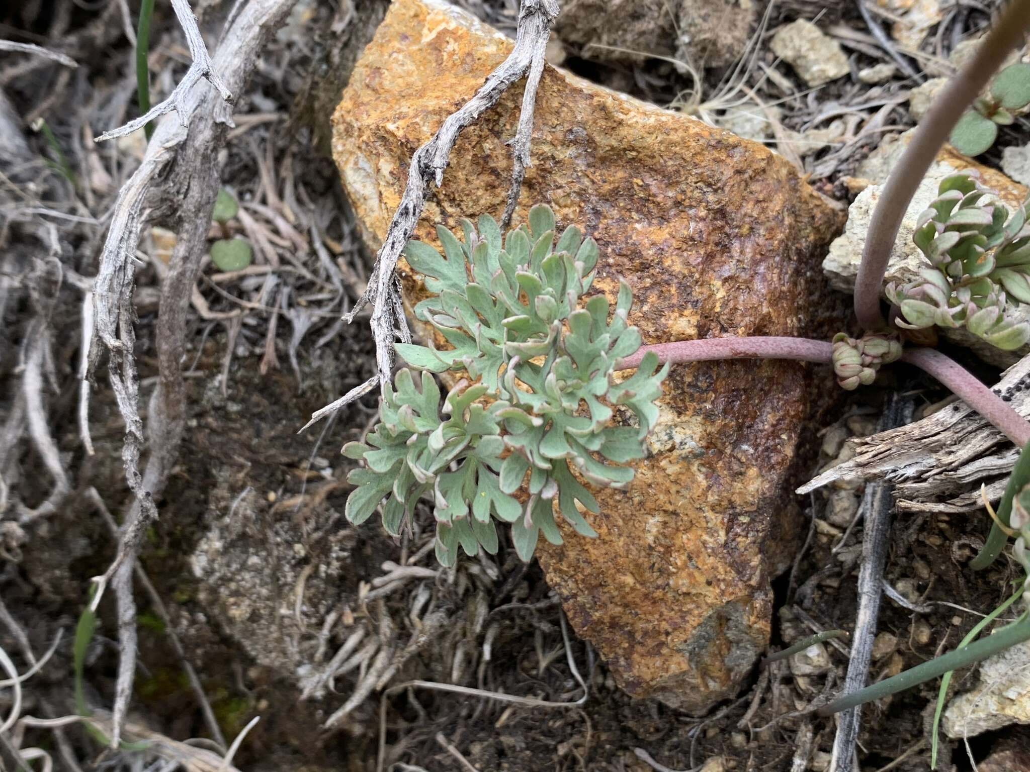 Слика од Ranunculus andersonii A. Gray