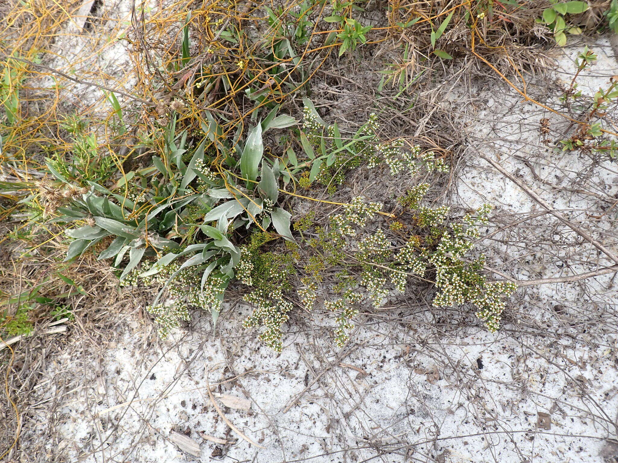 Image of American nailwort