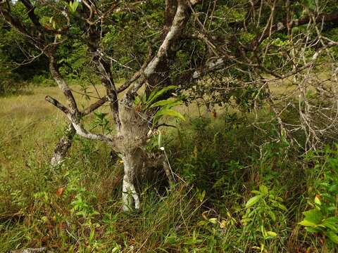 Image of Large-fruited Catasetum