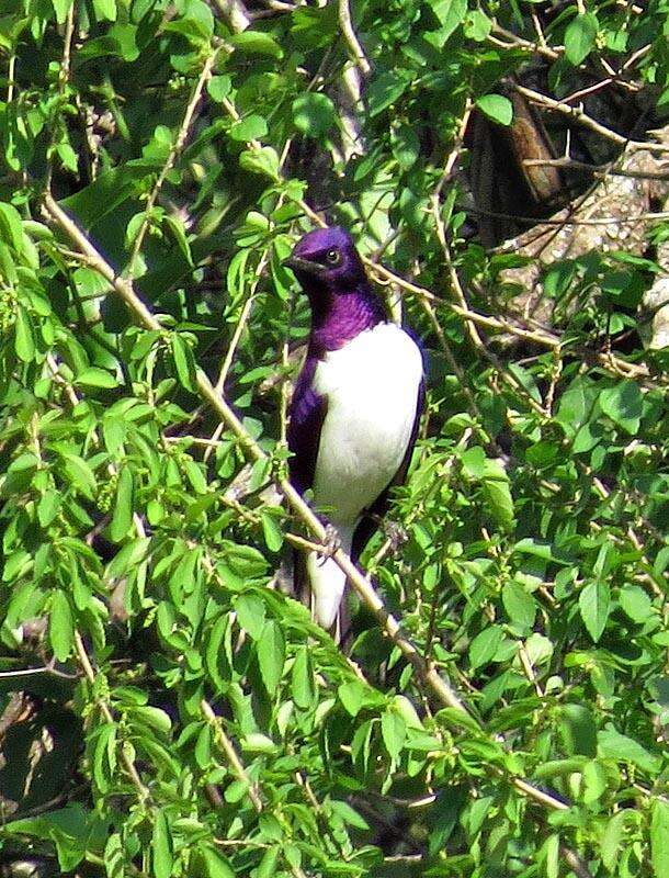 Cinnyricinclus leucogaster verreauxi (Finsch & Hartlaub 1870)的圖片