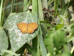 Image of Ariadne ariadne pallidior Fruhstorfer 1899